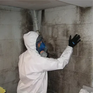 Mold Removal and Remediation Bellevue, WA