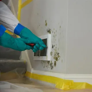 Professional Mold Removal and Remediation Bellevue