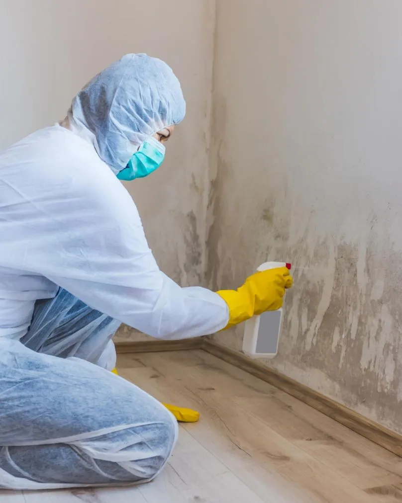 24/7 Professional Mold Removal and Remediation Bellevue